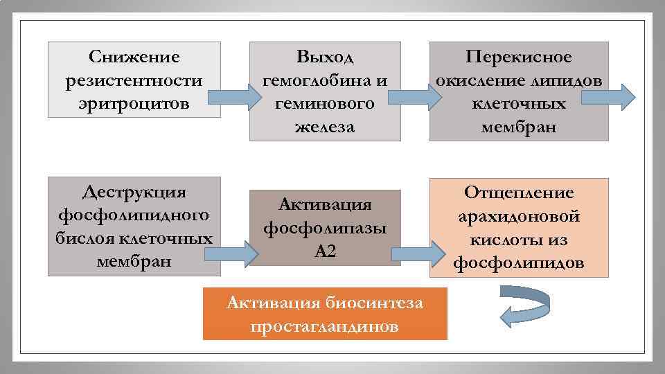 Снижение резистентности эритроцитов Деструкция фосфолипидного бислоя клеточных мембран Выход гемоглобина и геминового железа Перекисное