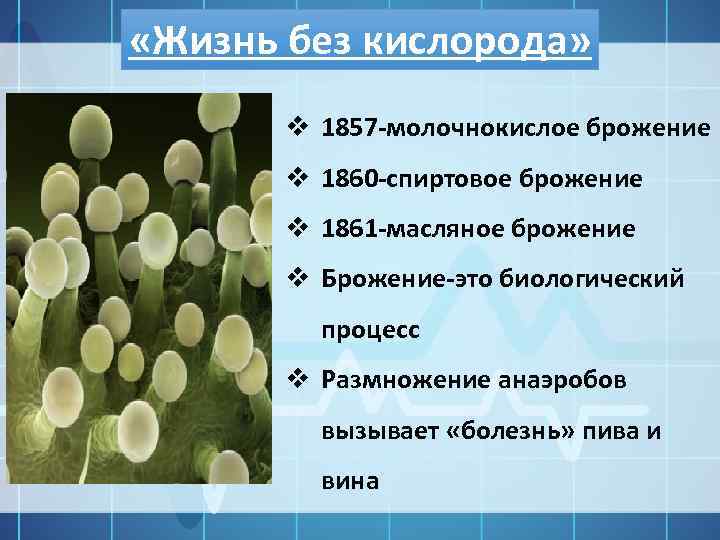 «Жизнь без кислорода» v 1857 -молочнокислое брожение v 1860 -спиртовое брожение v 1861