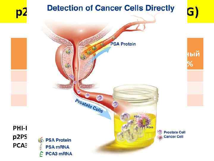 p 2 PSA, PHI, (PСA 3, TMPRSS 2 -ERG) PHI Вероятность РПЖ, % 0