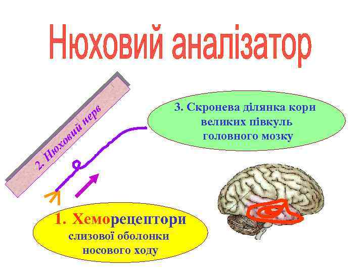 ий в рв не хо 3. Скронева ділянка кори великих півкуль головного мозку ю.