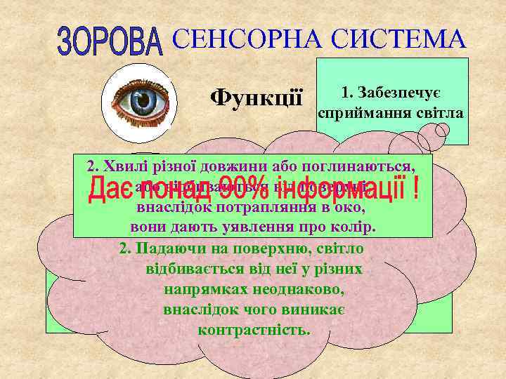 СЕНСОРНА СИСТЕМА Функції 1. Забезпечує сприймання світла 2. Хвилі різної довжини або поглинаються, 1.