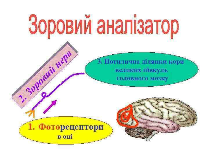 й ви о 2. рв е н ор З 3. Потилична ділянки кори великих