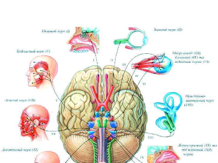 Рис. 38. Черепно-мозкові нерви 