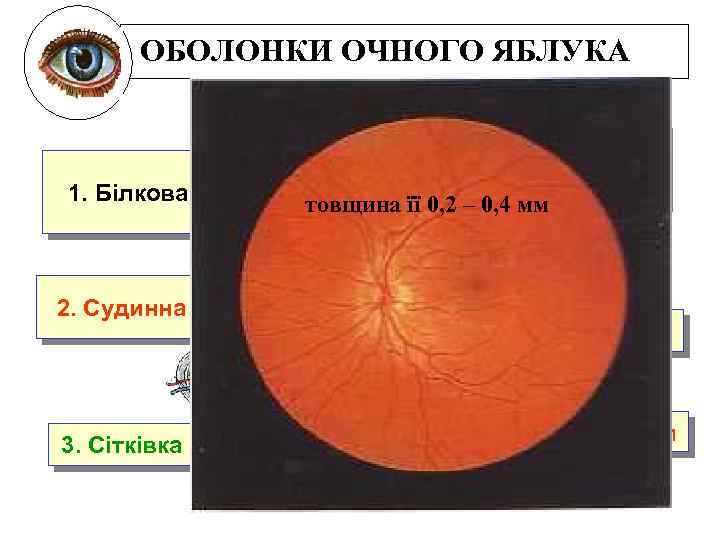 ОБОЛОНКИ ОЧНОГО ЯБЛУКА 1. Білкова 2. Судинна 3. Сітківка Склера – РОГІВКА – біла,