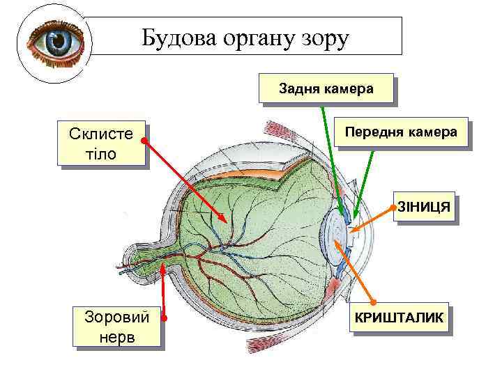 Будова органу зору Задня камера Склисте тіло Передня камера ЗІНИЦЯ Зоровий нерв КРИШТАЛИК 