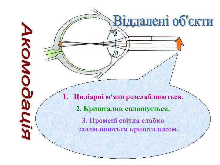 1. Циліарні м‘язи розслаблюються. 2. Кришталик сплощується. 3. Промені світла слабко заломлюються кришталиком. 