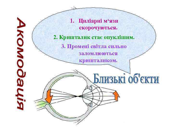 1. Циліарні м‘язи скорочуються. 2. Кришталик стає опуклішим. 3. Промені світла сильно заломлюються кришталиком.