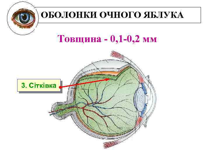 ОБОЛОНКИ ОЧНОГО ЯБЛУКА Товщина - 0, 1 -0, 2 мм 3. Сітківка 