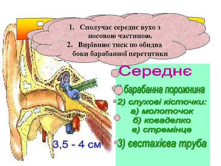 Передають звукові коливання 1. Сполучає середнє вухо з від барабанної перетитнки до носовою частиною.