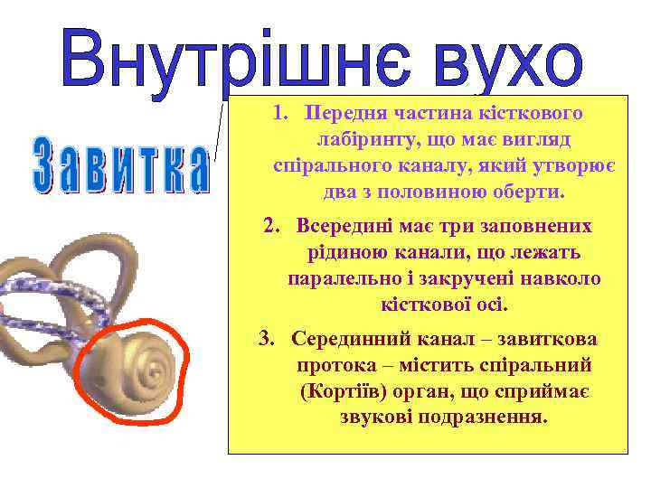 1. Передня частина кісткового лабіринту, що має вигляд спірального каналу, який утворює два з