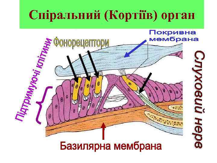 Спіральний (Кортіїв) орган 