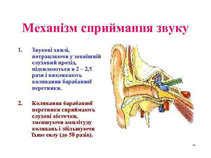 Механізм сприймання звуку 1. Звукові хвилі, потрапляючи у зовнішній слуховий прохід, підсилюються в 2