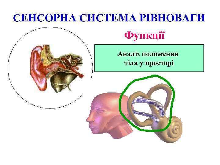 СЕНСОРНА СИСТЕМА РІВНОВАГИ Функції Аналіз положення тіла у просторі 