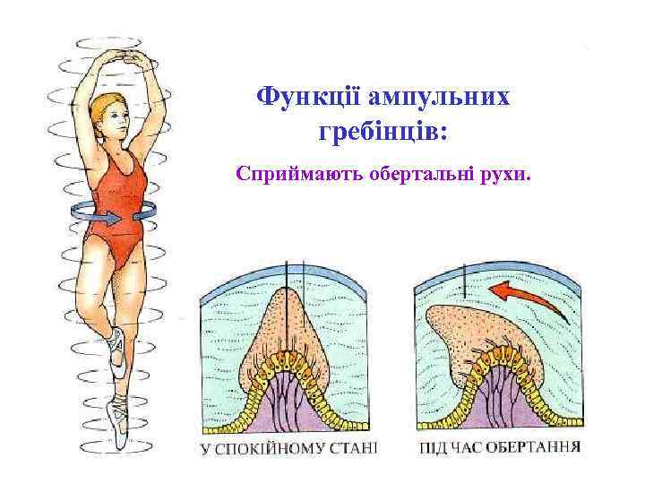 Функції ампульних гребінців: Сприймають обертальні рухи. 