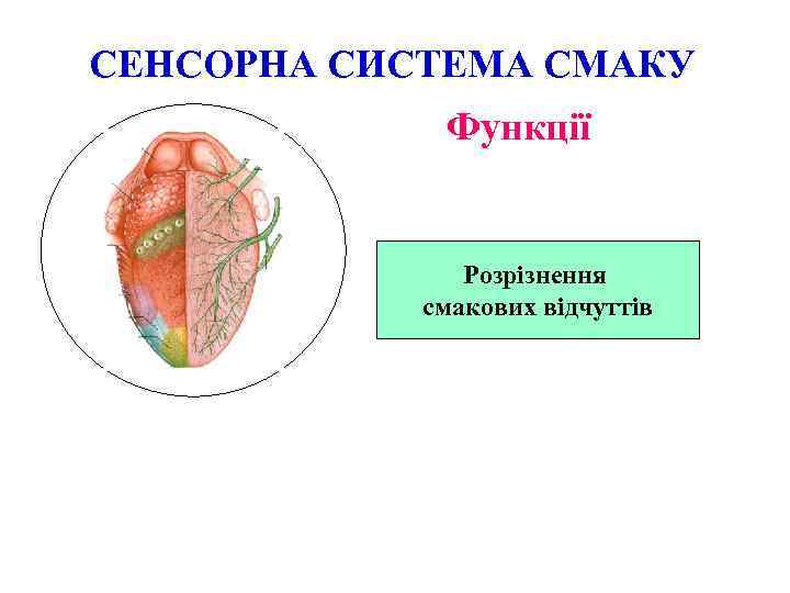 СЕНСОРНА СИСТЕМА СМАКУ Функції Розрізнення смакових відчуттів 