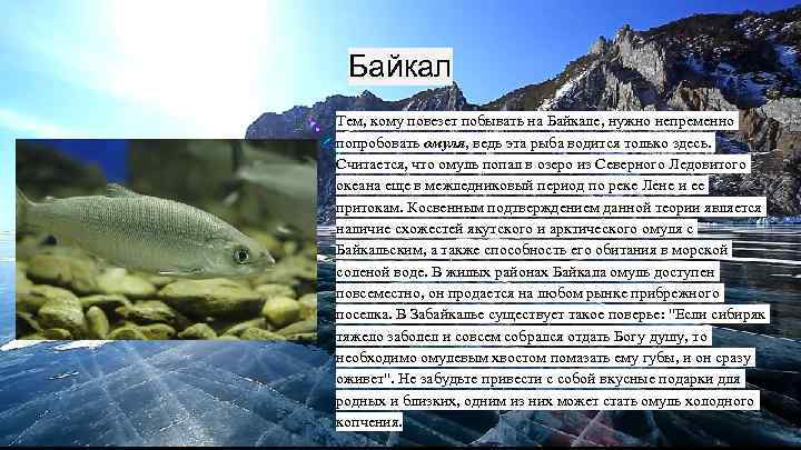 Байкал Тем, кому повезет побывать на Байкале, нужно непременно попробовать омуля, ведь эта рыба