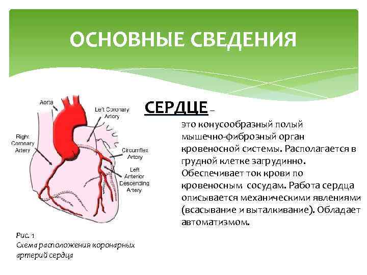 ОСНОВНЫЕ СВЕДЕНИЯ СЕРДЦЕ – это конусообразный полый мышечно-фиброзный орган кровеносной системы. Располагается в грудной