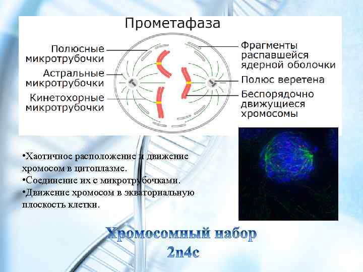  • Хаотичное расположение и движение хромосом в цитоплазме. • Соединение их с микротрубочками.
