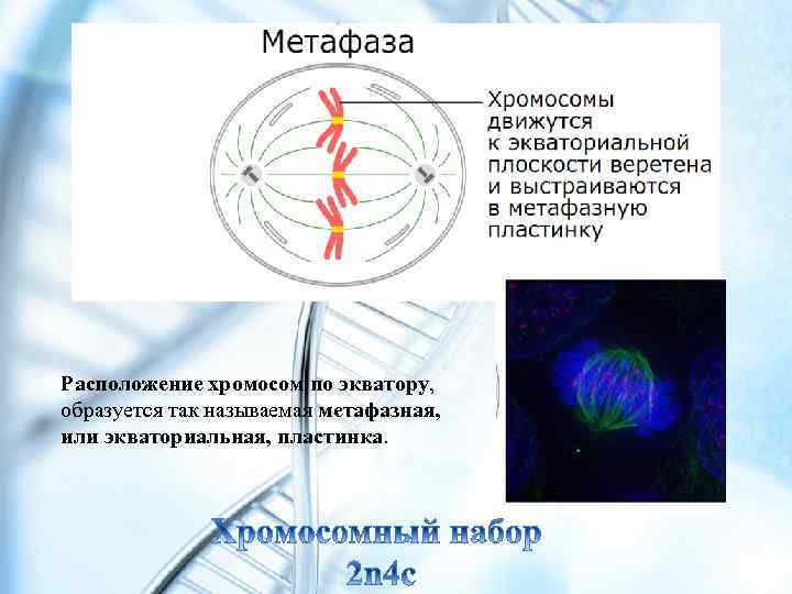 Расположение хромосом по экватору, образуется так называемая метафазная, или экваториальная, пластинка. 