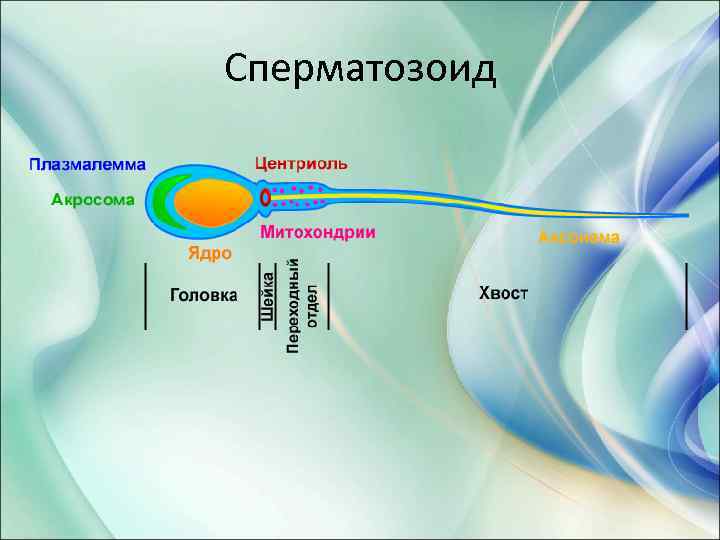 Сперматозоид 