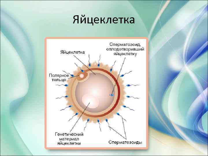 Яйцеклетка 