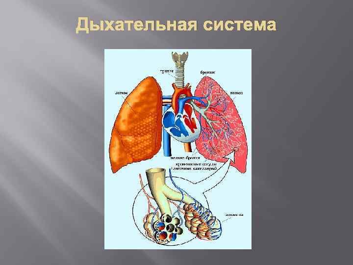 Дыхательная система 