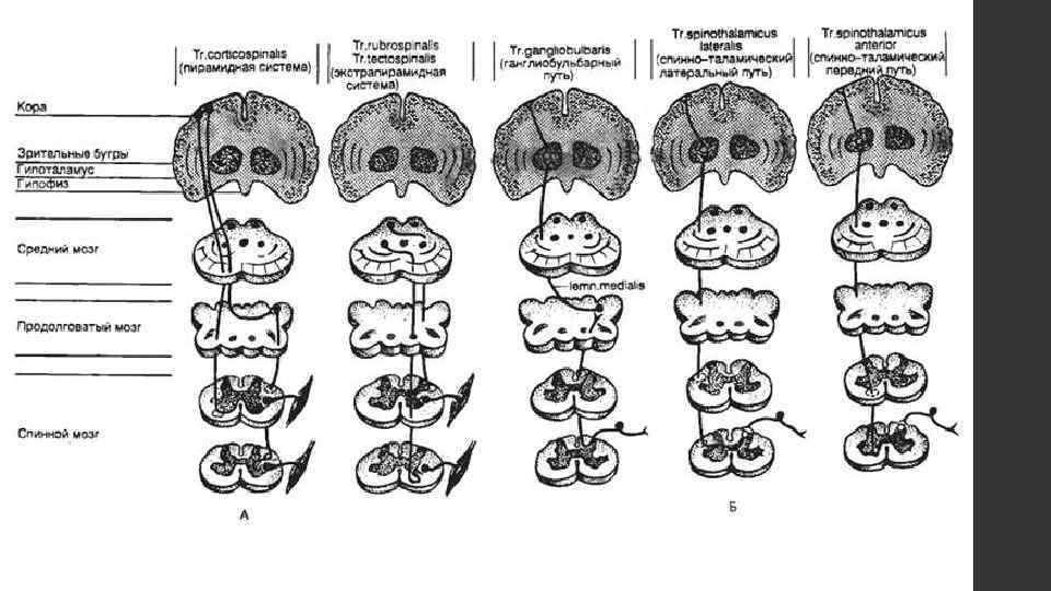 Презентация проводящие пути спинного и головного мозга