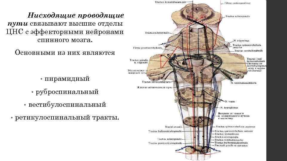 Нисходящий нерв. Нисходящие проводящие пути спинного мозга их функции. Ретикулоспинальный путь спинного мозга. Пирамидные пути спинного мозга. Нисходящие тракты ЦНС.