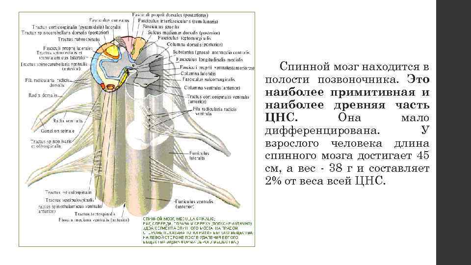 Передний столб спинного мозга. Спинной мозг строение на латинском. Строение спинного мозга латынь. Столбы спинного мозга функции. Спинной мозг на латинском языке.