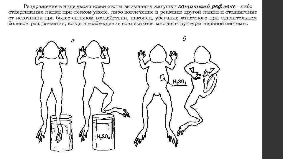 Гипофизэктомия у лягушки по черникову схема операции