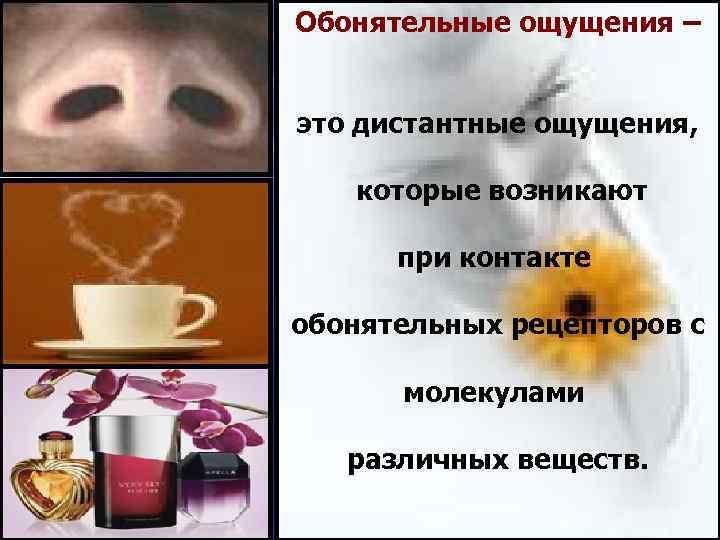 Обонятельные ощущения – это дистантные ощущения, которые возникают при контакте обонятельных рецепторов с молекулами