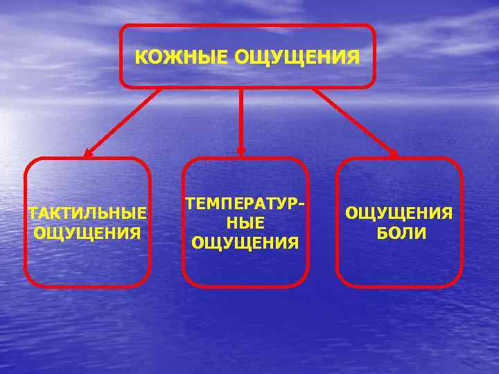 КОЖНЫЕ ОЩУЩЕНИЯ ТАКТИЛЬНЫЕ ОЩУЩЕНИЯ ТЕМПЕРАТУРНЫЕ ОЩУЩЕНИЯ БОЛИ 