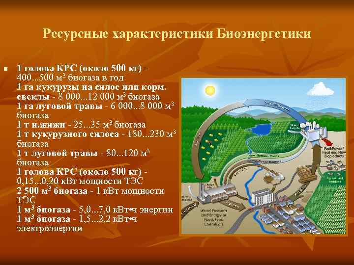 Ресурсные характеристики Биоэнергетики n 1 голова КРС (около 500 кг) - 400. . .