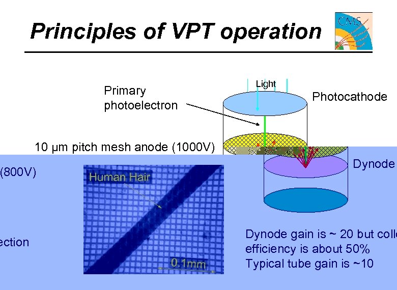 Principles of VPT operation Light Primary photoelectron Photocathode 10 µm pitch mesh anode (1000