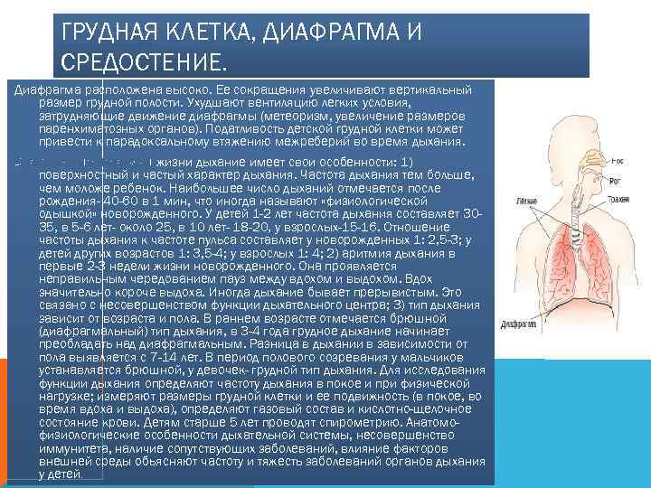 ГРУДНАЯ КЛЕТКА, ДИАФРАГМА И СРЕДОСТЕНИЕ. Диафрагма расположена высоко. Ее сокращения увеличивают вертикальный размер грудной