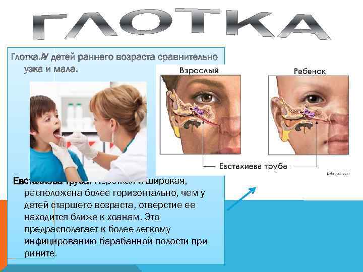  Евстахиева труба. Короткая и широкая, расположена более горизонтально, чем у детей старшего возраста,