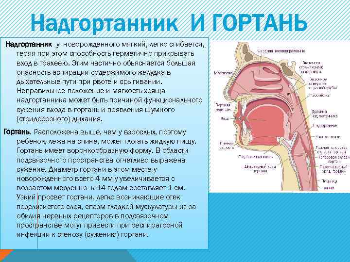 Надгортанник у новорожденного мягкий, легко сгибается, теряя при этом способность герметично прикрывать вход в