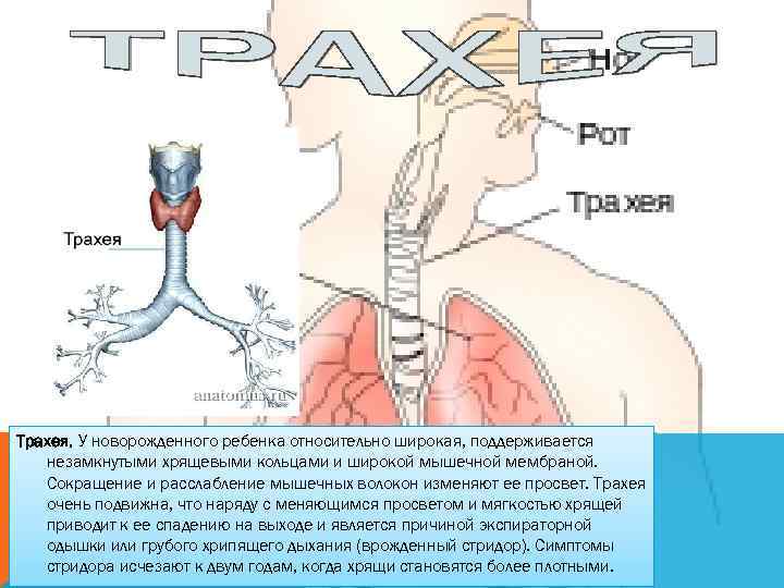 Трахея. У новорожденного ребенка относительно широкая, поддерживается незамкнутыми хрящевыми кольцами и широкой мышечной мембраной.