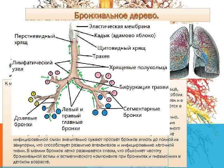 Бронхиальное дерево. К моменту рождения ребенка сформировано. Бронхи узкие, их хрящи мягкие и податливые,