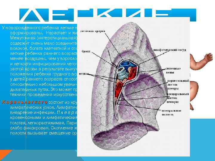 У новорожденного ребенка легкие недостаточно сформированы. Нарастает и жизненная емкость легких. Межуточная (интерстициальная) ткань