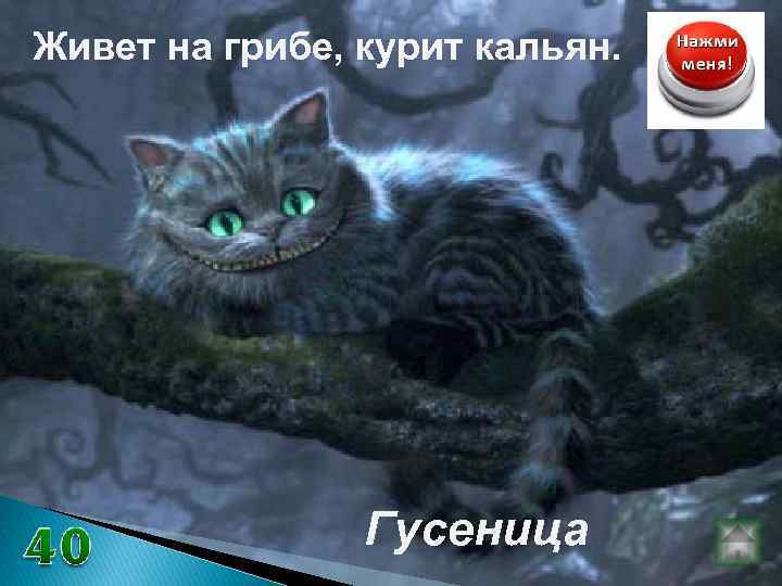 Живет на грибе, курит кальян. Гусеница 