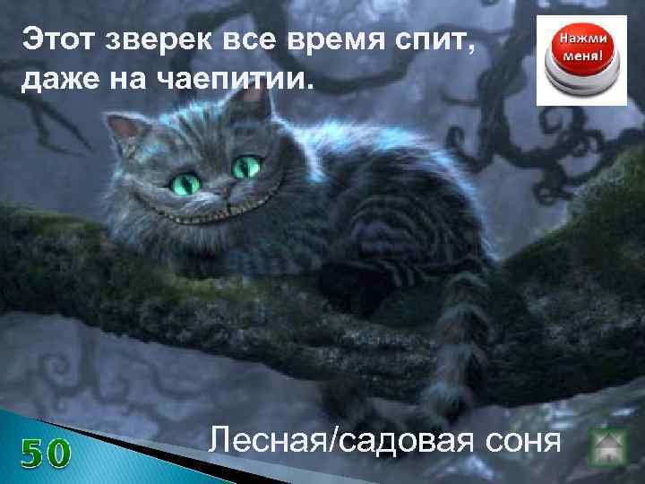 Этот зверек все время спит, даже на чаепитии. Лесная/садовая соня 