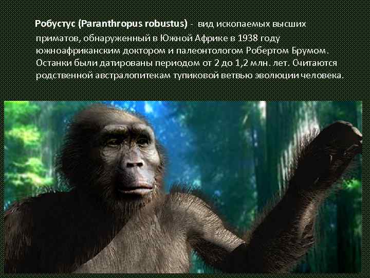  Робустус (Paranthropus robustus) - вид ископаемых высших приматов, обнаруженный в Южной Африке в