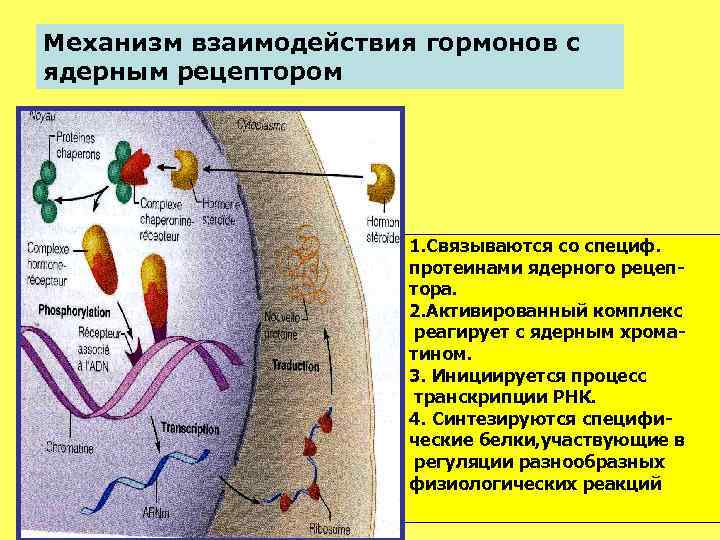 Механизм взаимодействия гормонов с ядерным рецептором 1. Связываются со специф. протеинами ядерного рецептора. 2.