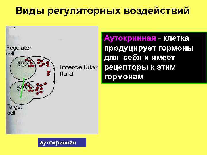 Виды регуляторных воздействий Аутокринная - клетка продуцирует гормоны для себя и имеет рецепторы к