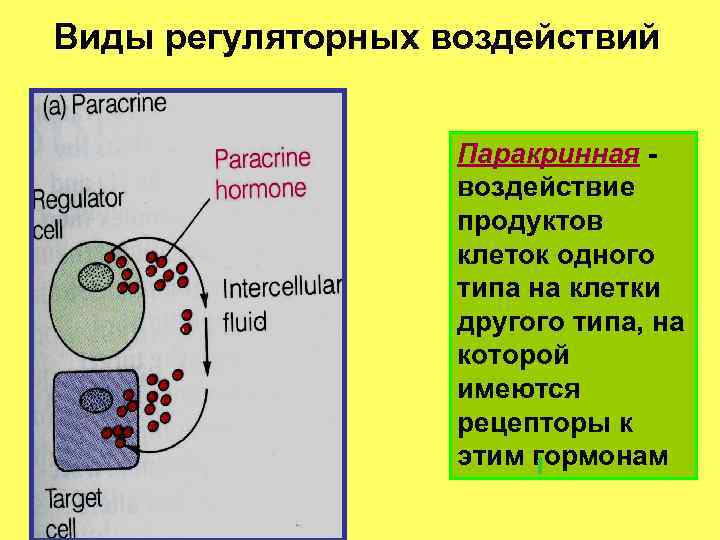 Виды регуляторных воздействий Паракринная воздействие продуктов клеток одного типа на клетки другого типа, на