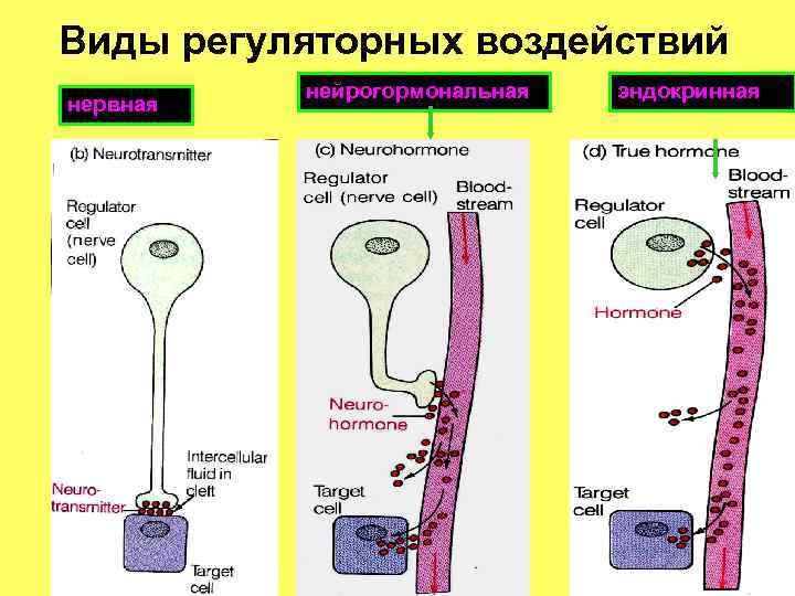 Роль эндокринной регуляции презентация