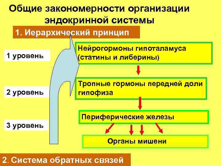 Общие закономерности организации эндокринной системы 1. Иерархический принцип 1 уровень Нейрогормоны гипоталамуса (статины и