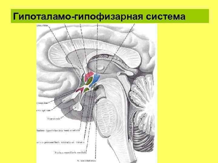 Гипоталамо-гипофизарная система 