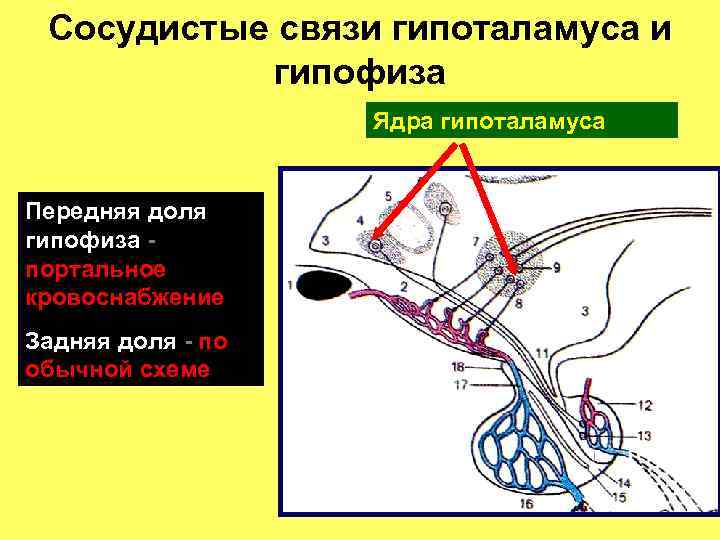 Сосудистые связи гипоталамуса и гипофиза Ядра гипоталамуса Передняя доля гипофиза портальное кровоснабжение Задняя доля